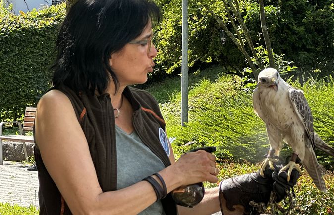 Falknerin hält Saker-Falke auf behandschuhter Hand