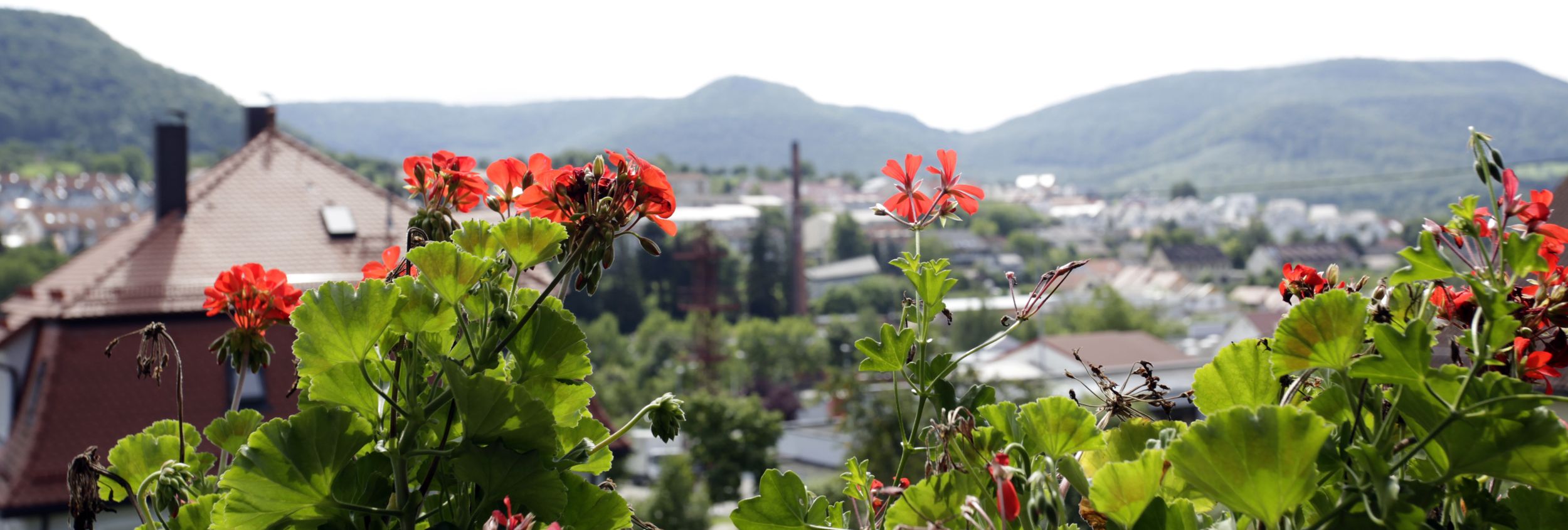 Rote Geranien auf Balkon, im Hintergrund unscharfe Stadt und Hügel